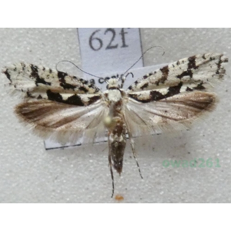 Ypsolopha sequella (Clerck, 1759) Czech62f
